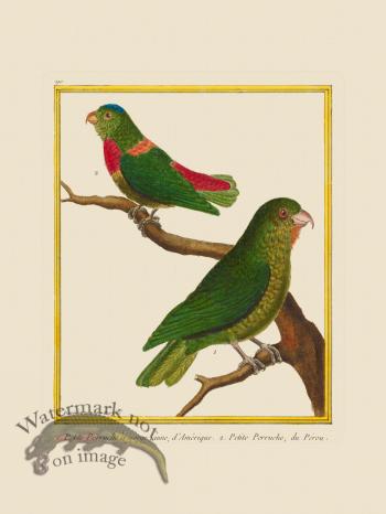 Martinet Bird 190